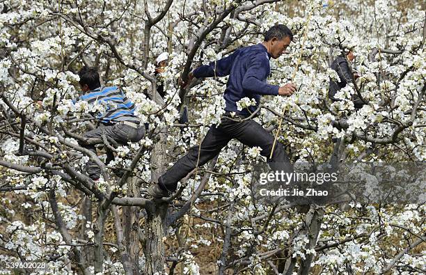 Farmers hand pollinate pear trees in Hanyuan, Sichuan province, south west China on 13th March 2015.