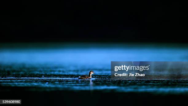 Grebe plays in a pond in Xiushui county, Jiangxi province, China 18th November 2013.