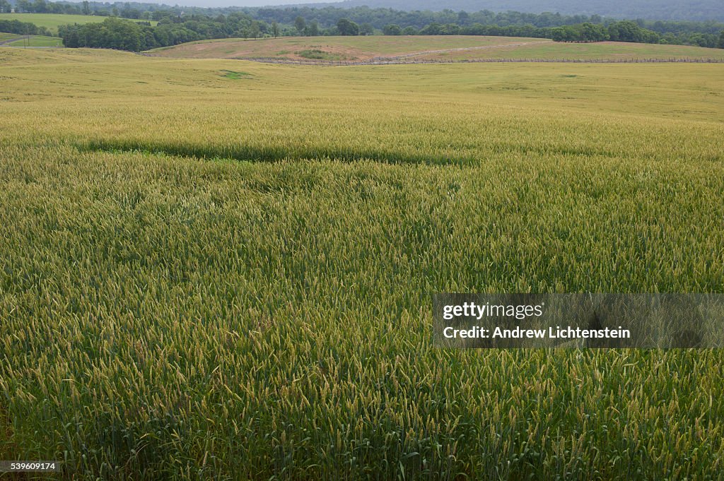 Antietam battlefield