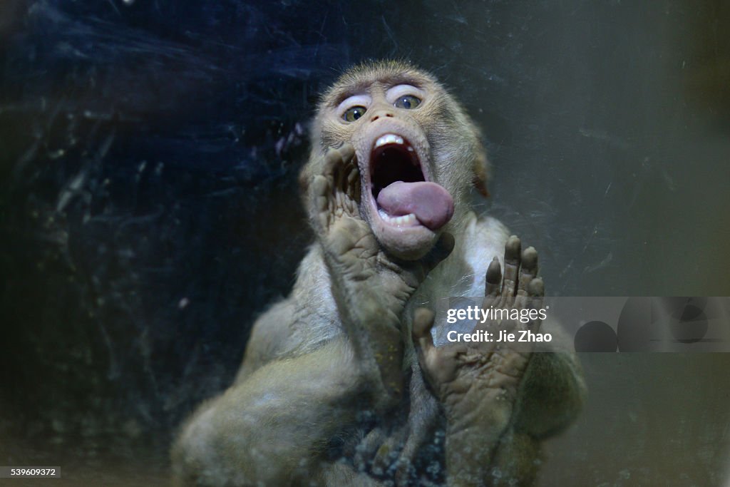 A long-tailed macaque makeing face in China