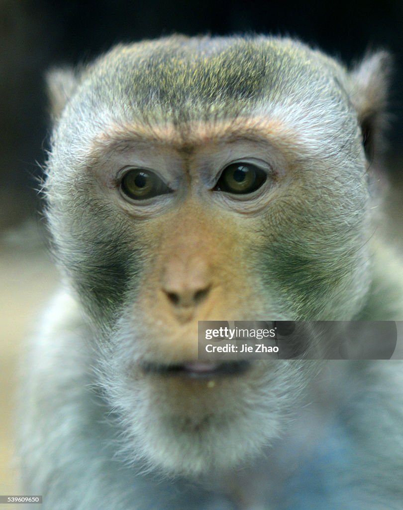Animal playing at zoo in China