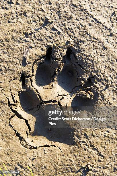 a large bear paw print in the dirt - bear paw print stockfoto's en -beelden