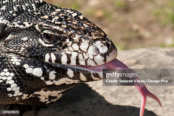 argentine black and white tegu (tupinambis merianae) - black and white tegu photos et images de collection