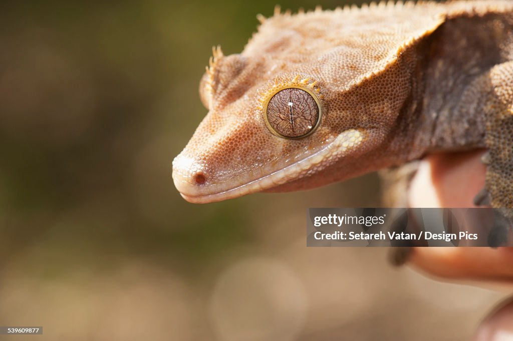 Crested Gecko (Rhacodactylus Ciliatus)