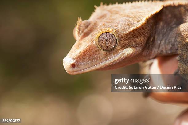 crested gecko (rhacodactylus ciliatus) - rhacodactylus stock pictures, royalty-free photos & images