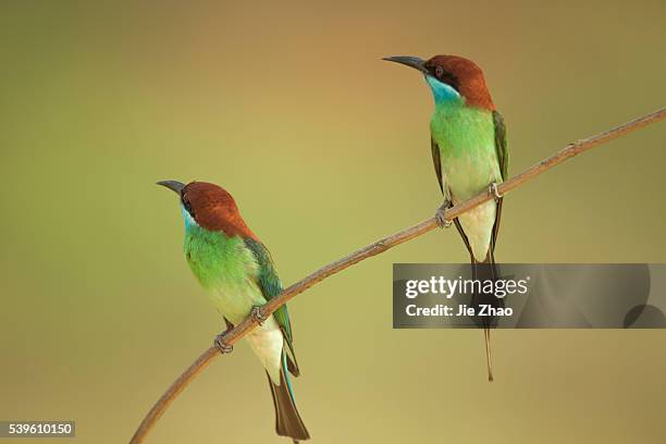 Two Blue-throated bee-eaters stay on the branch of a tree in Jiujiang, Jiangxi province, China on 21th May 2015.