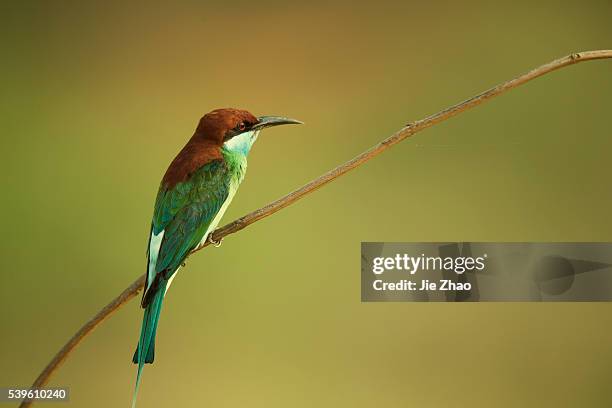 One Blue-throated bee-eater stays on the branch of a tree in Jiujiang, Jiangxi province, China on 21th May 2015.