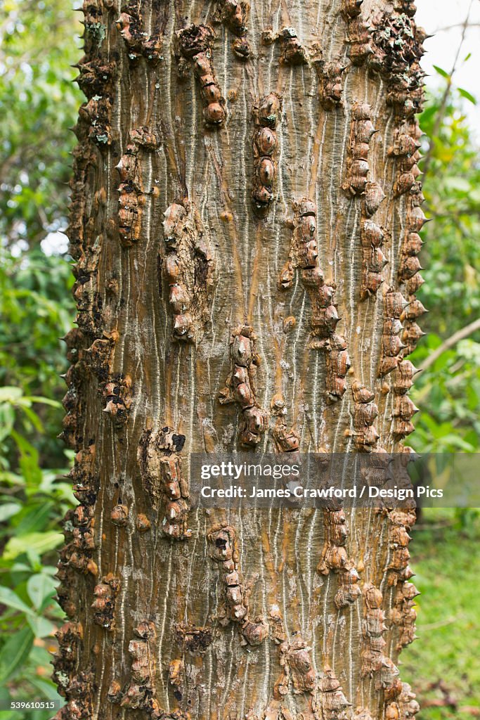 Unique Tree Bark On A Tree In Hoomaluhia Botanical Garden