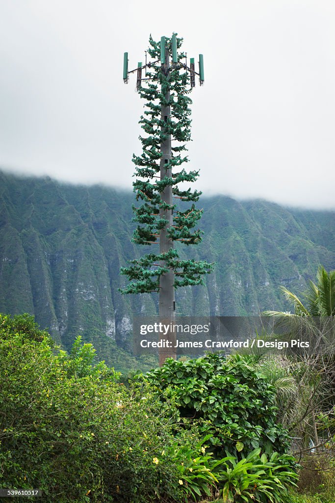 A Cell Signal Tower Camouflaged As A Tree