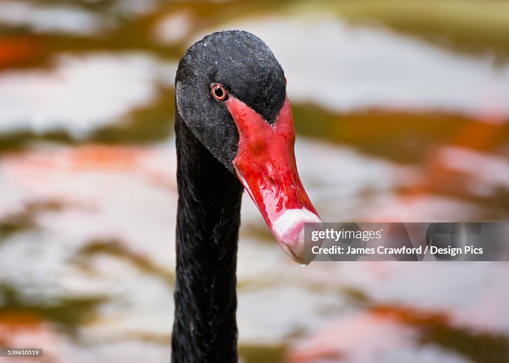 Close Up Of A Black Swans (Cygnus Atratus) Head At Valley Of The Temples