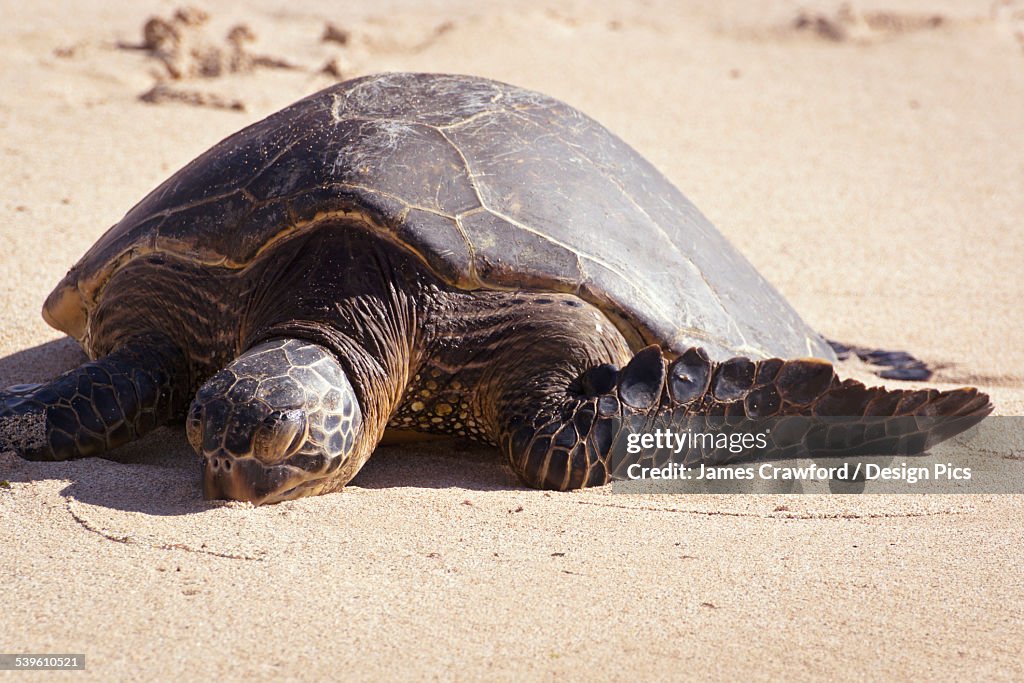 A Turtle On Laniakea Beach (Turtle Beach) On The North Shore