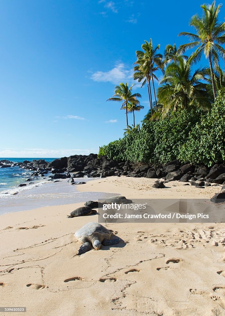 A Turtle On Laniakea Beach (Turtle Beach) On The North Shore