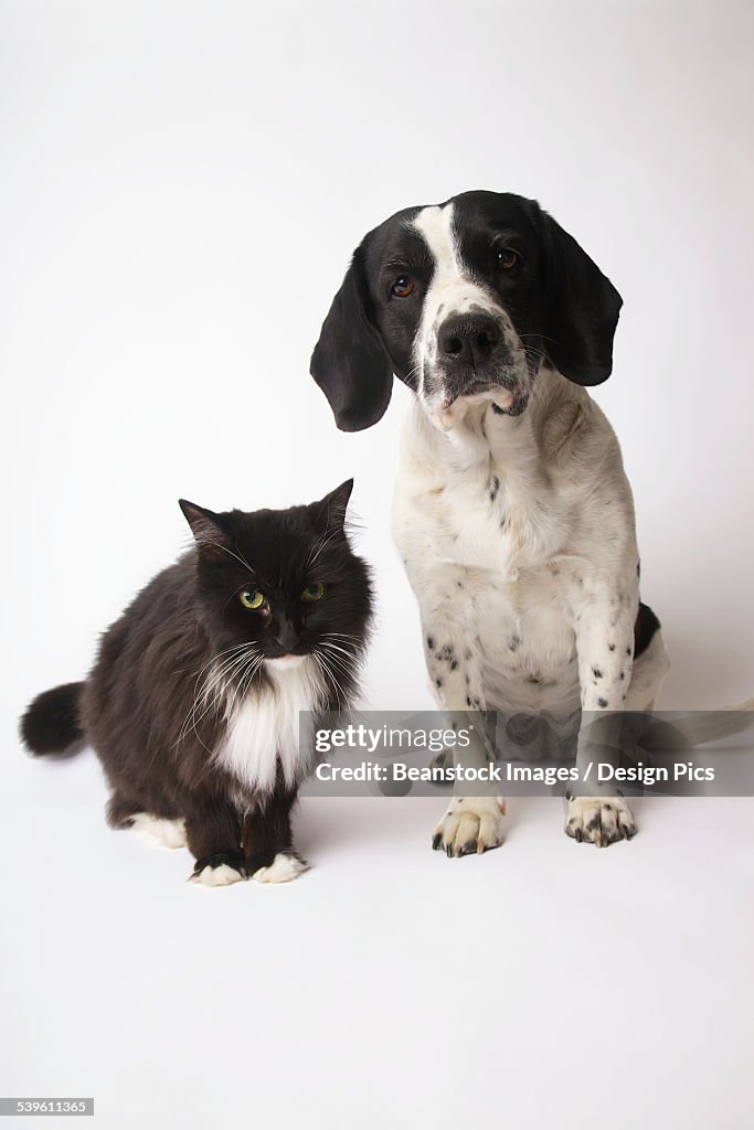 Longhaired Domestic Cat And Springer Spaniel Mix Dog High-Res Stock Photo -  Getty Images