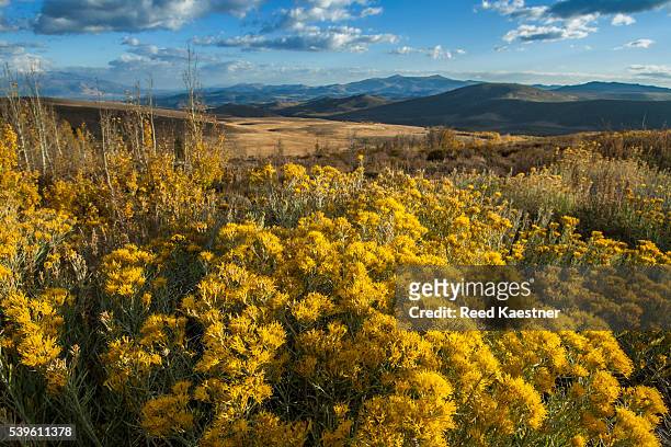 rabbit brush  and sage turn golden color in the fall in the sierra mountains of california. - rabbit brush stock-fotos und bilder