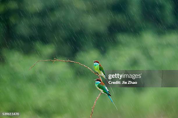 Two Blue-throated bee-eaters stays on the branch of a tree in Jiujiang, Jiangxi province, China on 27th May 2015.