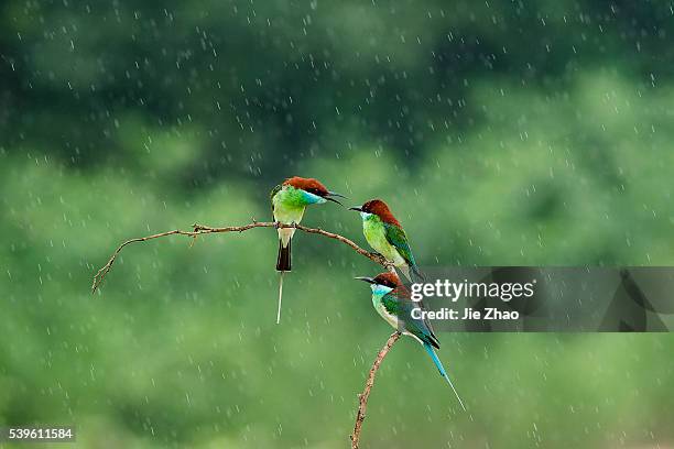 Three Blue-throated bee-eaters stays on the branch of a tree in Jiujiang, Jiangxi province, China on 27th May 2015.