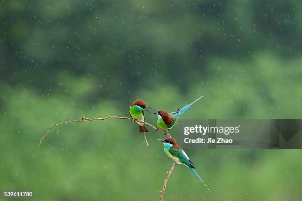 Three Blue-throated bee-eaters stays on the branch of a tree in Jiujiang, Jiangxi province, China on 27th May 2015.