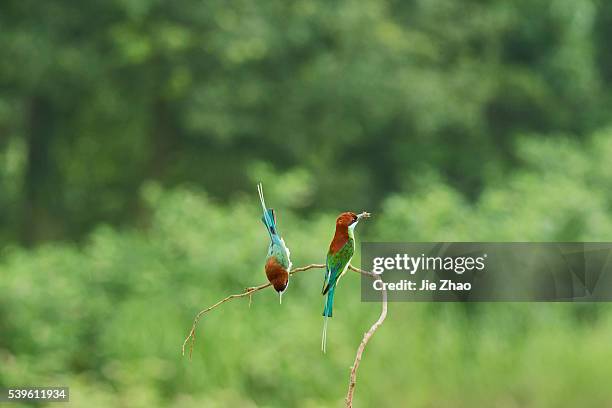 Two Blue-throated bee-eaters stays on the branch of a tree in Jiujiang, Jiangxi province, China on 27th May 2015.