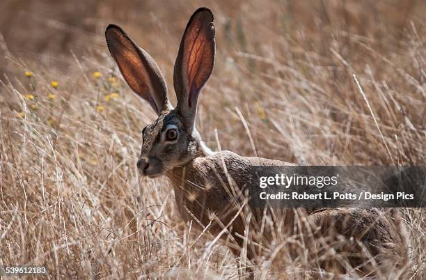 a black-tailed jackrabbit (lepus californicus) lurks in the grass - jackrabbit stock pictures, royalty-free photos & images