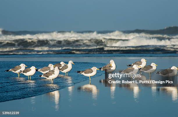 california gulls (larus californicus) rest on a beach - gaviota de california fotografías e imágenes de stock