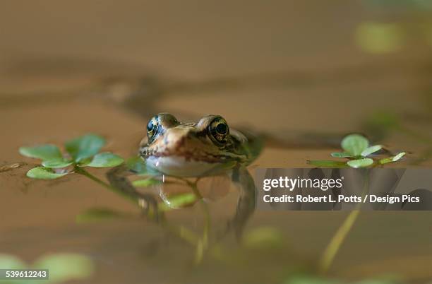 a red-legged frog floats in a pond - red legged frog stock pictures, royalty-free photos & images