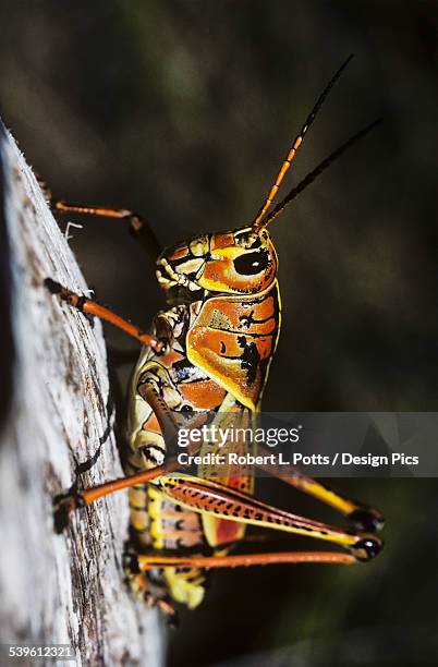 a lubber grasshopper rests on a tree - lubber grasshopper bildbanksfoton och bilder