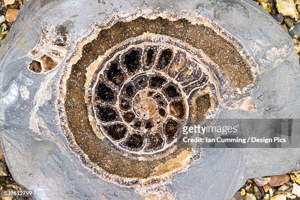 detail of crystalline ammonite found on the beach at lyme regis, jurassic coast - lyme regis photos et images de collection