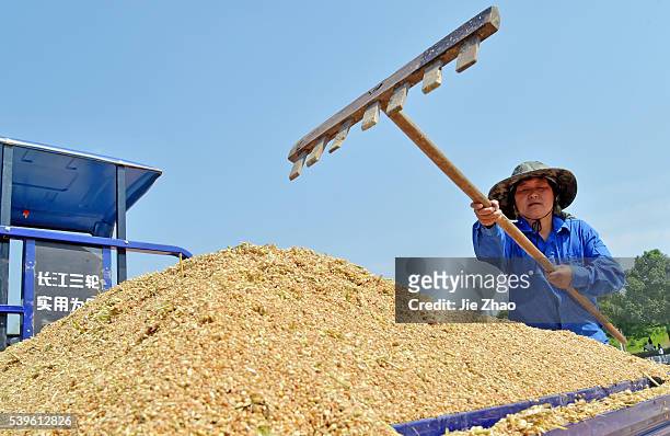 Farmer works in a square to dry the wheats in Xiangyang, Hubei province, China on 24th May 2015.