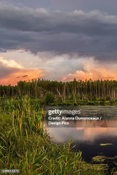 grass and trees along the shoreline of a pond with the clouds and sunset reflected in the water - fort mcmurray stock pictures, royalty-free photos & images