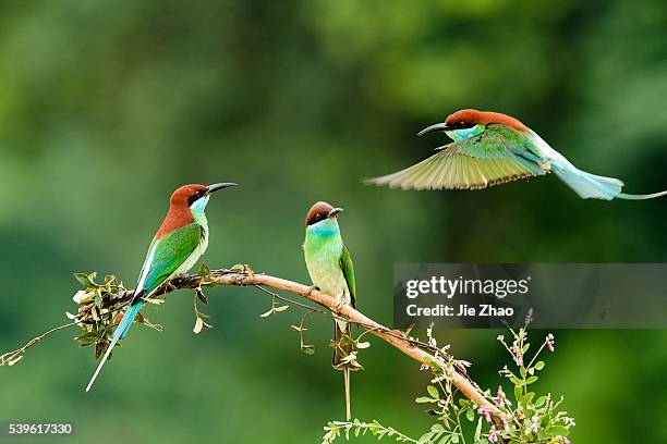 Blue-throated bee-eaters play on the branch near Poyang Lake in Jiujiang, Jiangxi province, China on 11th May 2015.