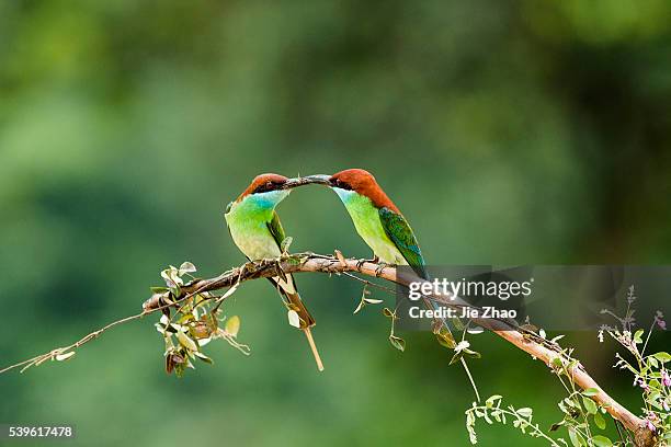 Blue-throated bee-eaters play on the branch near Poyang Lake in Jiujiang, Jiangxi province, China on 11th May 2015.