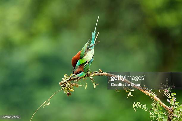 Blue-throated bee-eater plays on the branch near Poyang Lake in Jiujiang, Jiangxi province, China on 11th May 2015.