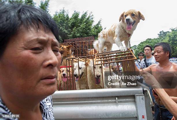 An femle activist protests and try their best to rescue dogs are caged at a free market ahead of the Yulin Dog Eating Festival in Yulin city, south...