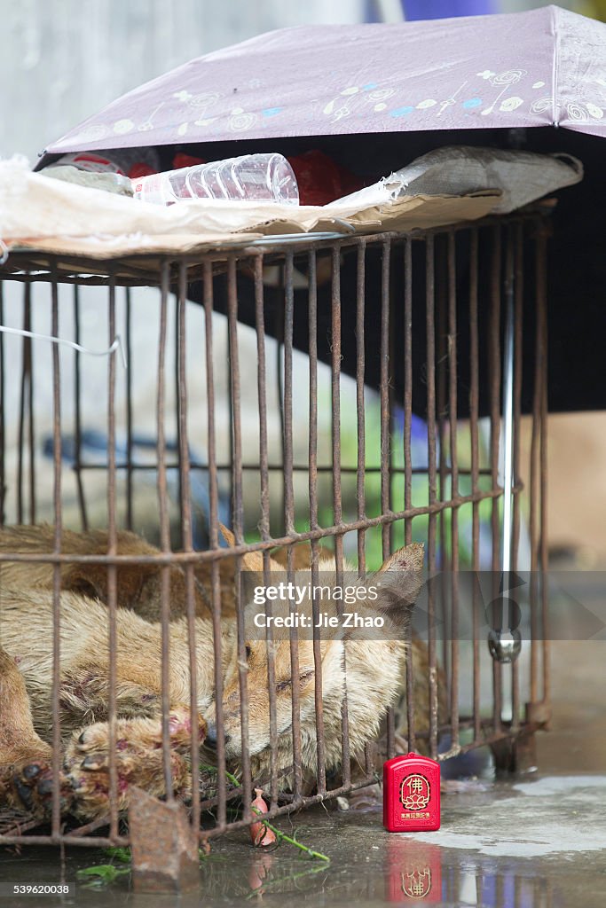 Dog Meat Festival in China