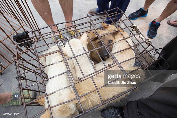 Dogs to be killed are caged at a free market ahead of the Yulin Dog Eating Festival in Yulin city, south China's Guangxi Zhuang Autonomous Region on...