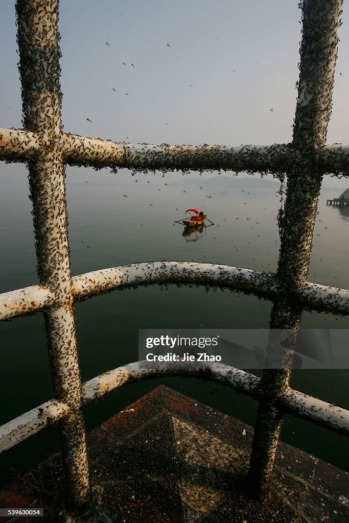 Gnats, or small biting flies, gather on railings along the East Lake in Wuhan, Hubei province