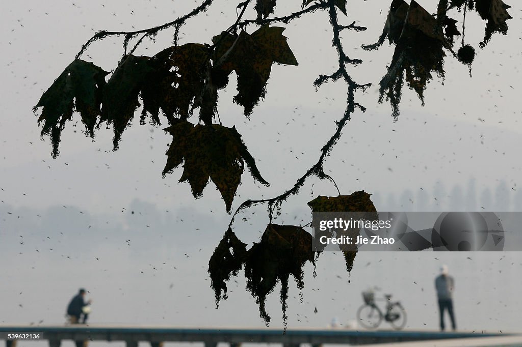 Gnats, or small biting flies, gather on railings along the East Lake in Wuhan, Hubei province