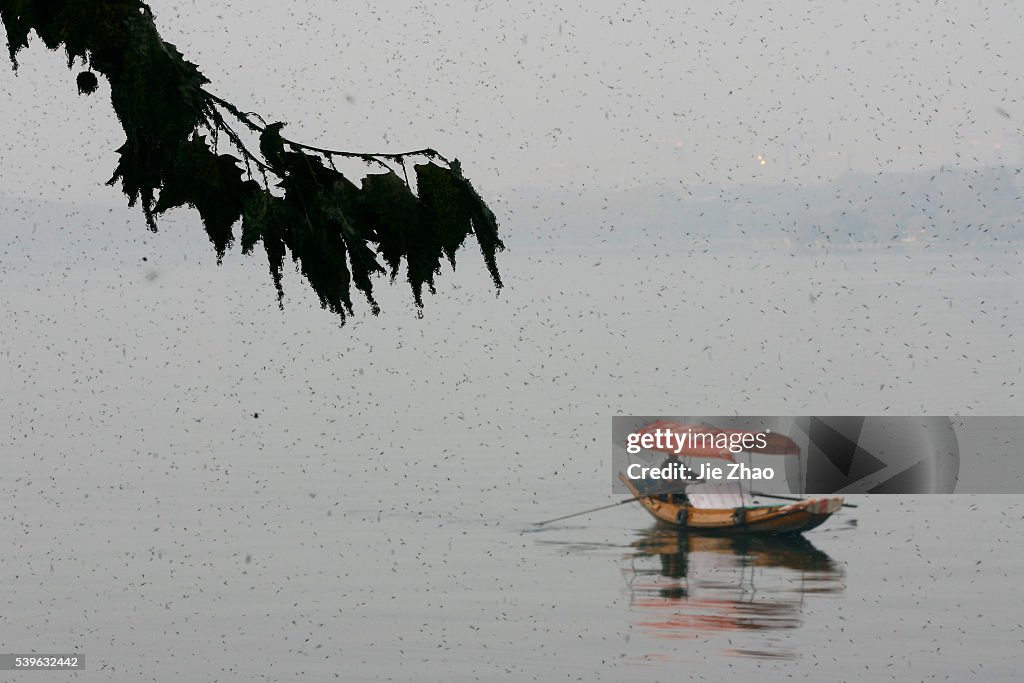 Gnats, or small biting flies, gather on railings along the East Lake in Wuhan, Hubei province