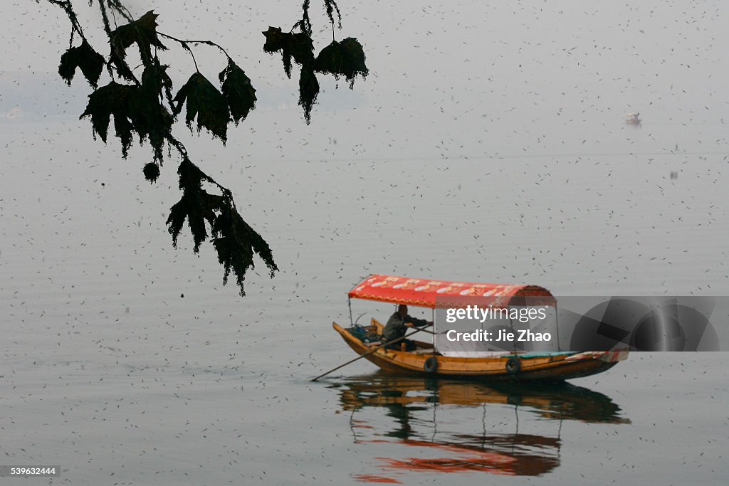 Gnats, or small biting flies, gather on railings along the East Lake in Wuhan, Hubei province