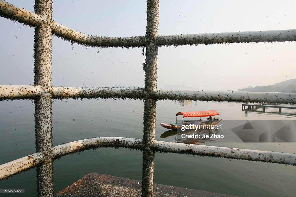 Gnats, or small biting flies, gather on railings along the East Lake in Wuhan, Hubei province