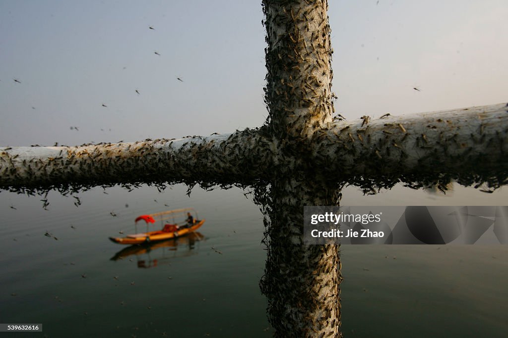 Gnats, or small biting flies, gather on railings along the East Lake in Wuhan, Hubei province