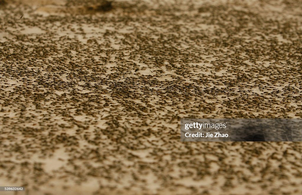 Gnats, or small biting flies, gather on railings along the East Lake in Wuhan, Hubei province