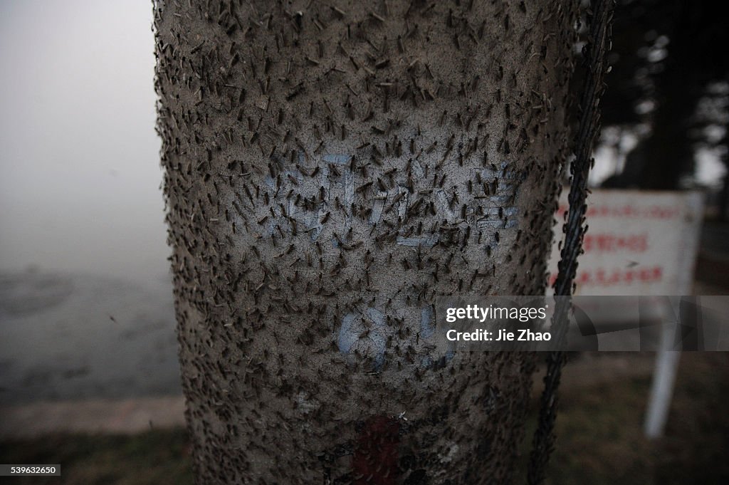 Gnats, or small biting flies, gather on railings along the East Lake in Wuhan, Hubei province