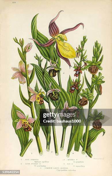 orchidee, ophrys, biene ophrys, lady's pantoffel viktorianischen botanischen illustrationen - seerose stock-grafiken, -clipart, -cartoons und -symbole