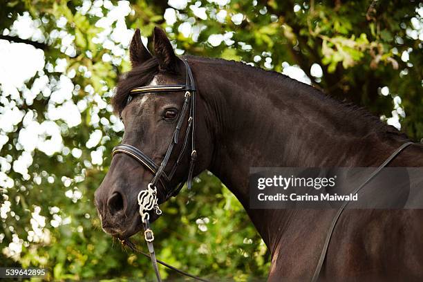 friesian horse, mature gelding, with a bridle and a baroque harness - friesian horse stock pictures, royalty-free photos & images