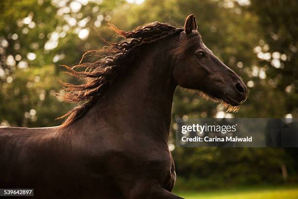 friesian horse, mature gelding - friesian horse stock pictures, royalty-free photos & images