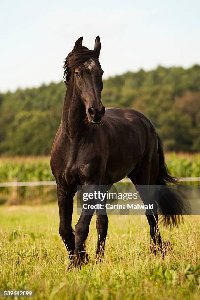 friesian horse, mature gelding on a meadow - friesian horse stock pictures, royalty-free photos & images
