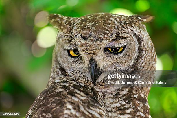 spotted eagle-owl -bubo africanus-, adult, western cape, south africa - spotted eagle owl stock pictures, royalty-free photos & images