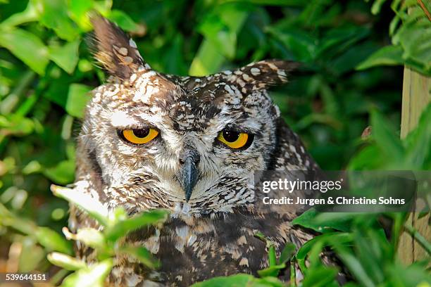 spotted eagle-owl -bubo africanus-, adult, western cape, south africa - spotted eagle owl stock pictures, royalty-free photos & images