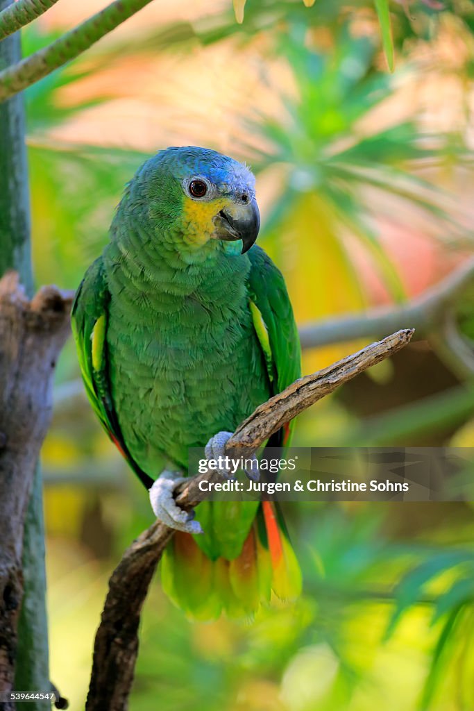 Orange-winged Amazon -Amazona amazonica-, adult on tree, native to South America, captive
